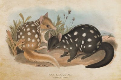 Quolls