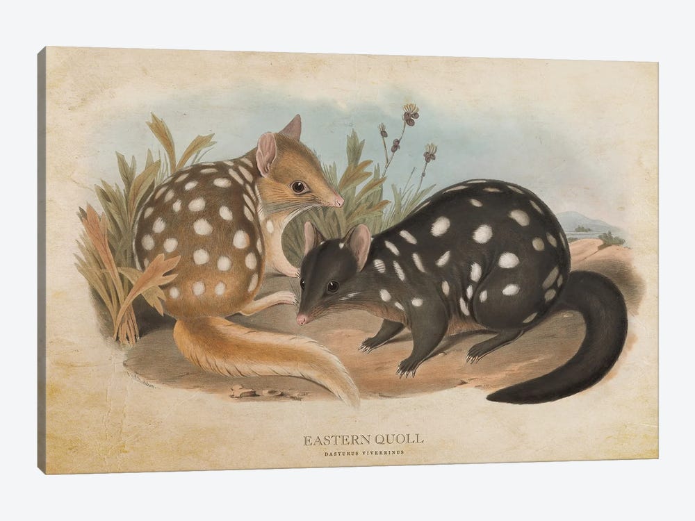 Vintage Eastern Quoll by Aged Pixel 1-piece Canvas Print