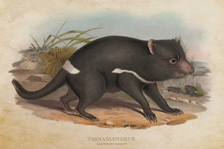 Vintage Tasmanian Devil by Aged Pixel wall art