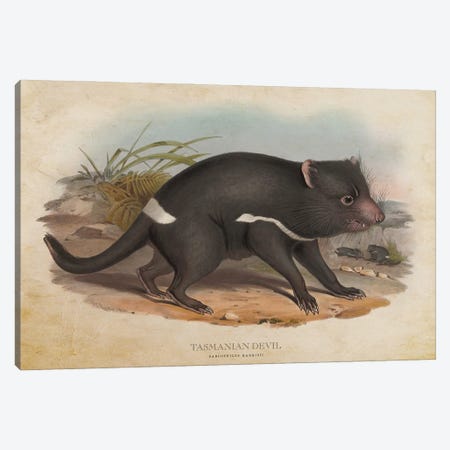 Vintage Tasmanian Devil Canvas Print #ADP3373} by Aged Pixel Art Print