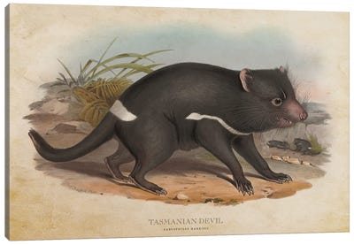 Vintage Tasmanian Devil Canvas Art Print