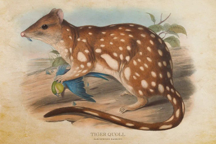 Vintage Tiger Quoll