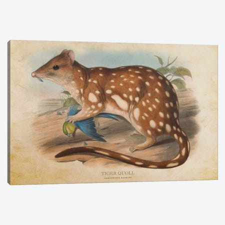 Vintage Tiger Quoll Canvas Print #ADP3374} by Aged Pixel Canvas Artwork