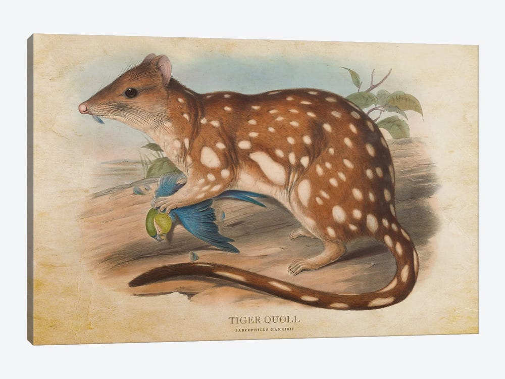 Vintage Tiger Quoll by Aged Pixel 1-piece Art Print