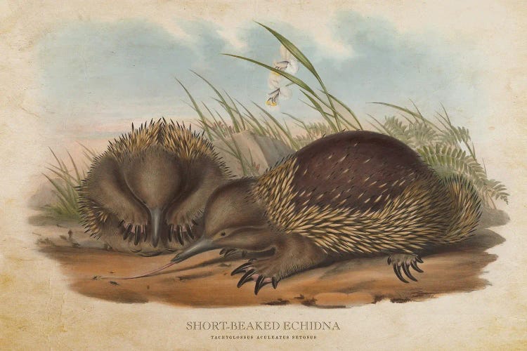 Vintage Short-Beaked Echidnas by Aged Pixel wall art