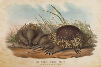 Echidnas