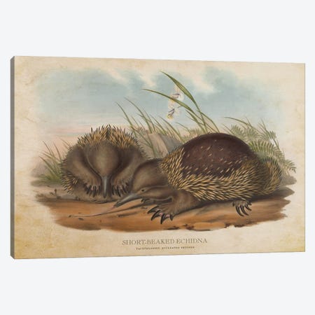 Vintage Short-Beaked Echidnas Canvas Print #ADP3375} by Aged Pixel Canvas Wall Art