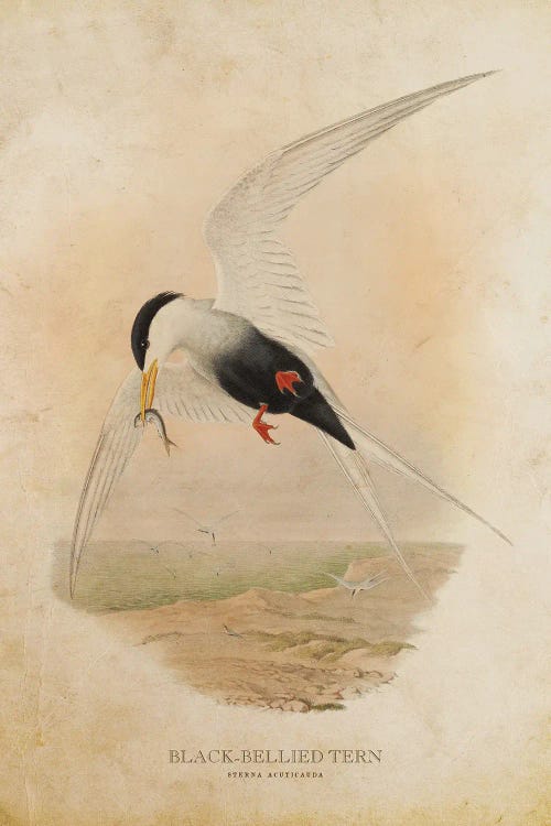 Vintage Black-Bellied Tern by Aged Pixel wall art
