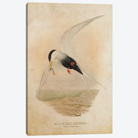 Vintage Black-Bellied Tern Canvas Print #ADP3376} by Aged Pixel Canvas Artwork