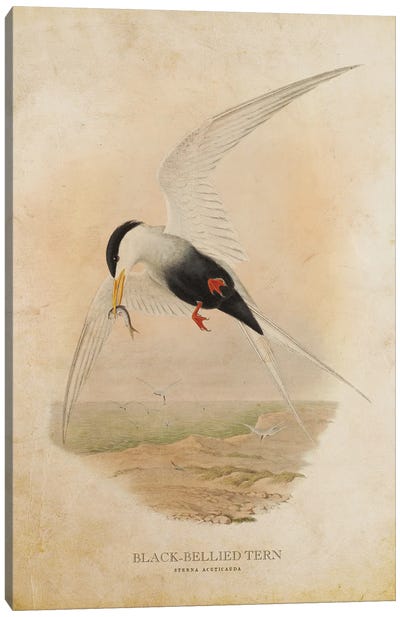 Vintage Black-Bellied Tern Canvas Art Print - Terns