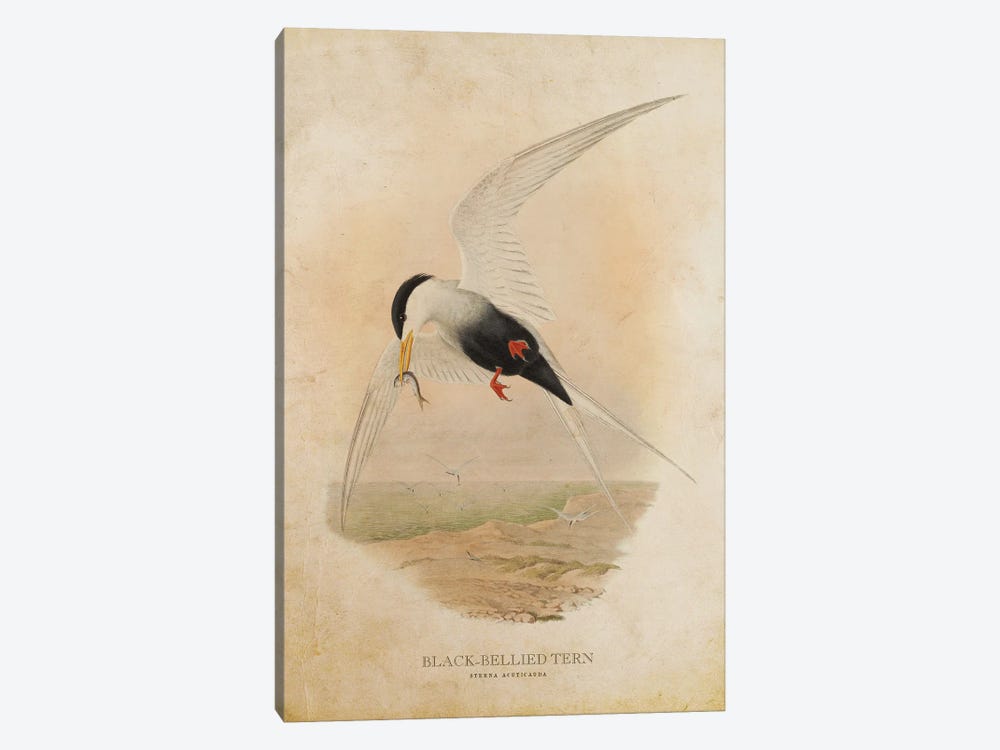 Vintage Black-Bellied Tern by Aged Pixel 1-piece Canvas Print