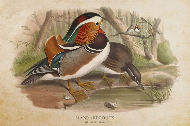 Vintage Mandarin Duck