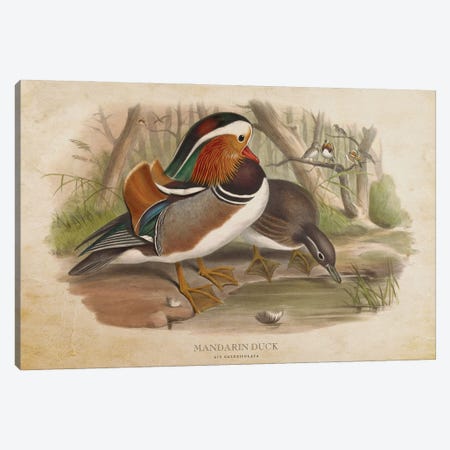 Vintage Mandarin Duck Canvas Print #ADP3377} by Aged Pixel Canvas Artwork