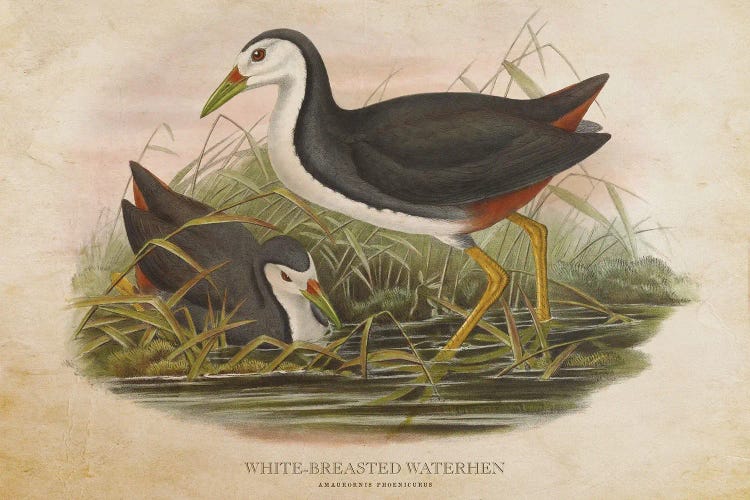 Vintage White-Breasted Waterhen