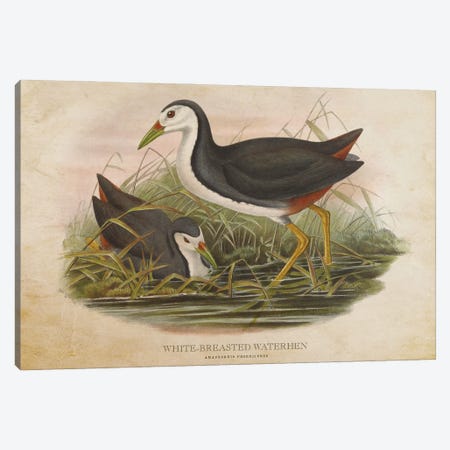 Vintage White-Breasted Waterhen Canvas Print #ADP3378} by Aged Pixel Canvas Art Print