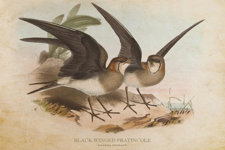 Vintage Black-Winged Pratincole