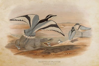 Vintage Egyptian Plover by Aged Pixel canvas print