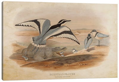 Vintage Egyptian Plover Canvas Art Print - Plovers