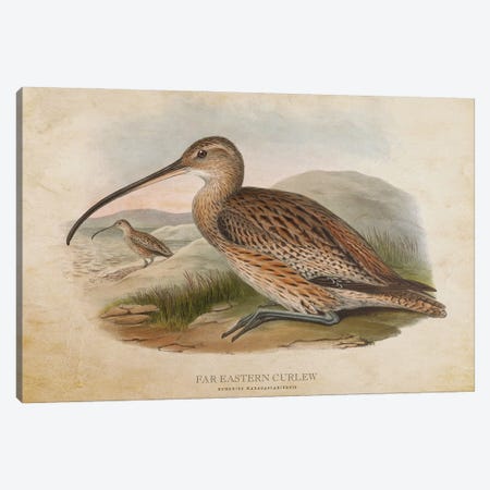 Vintage Far Eastern Curlew Canvas Print #ADP3381} by Aged Pixel Canvas Art