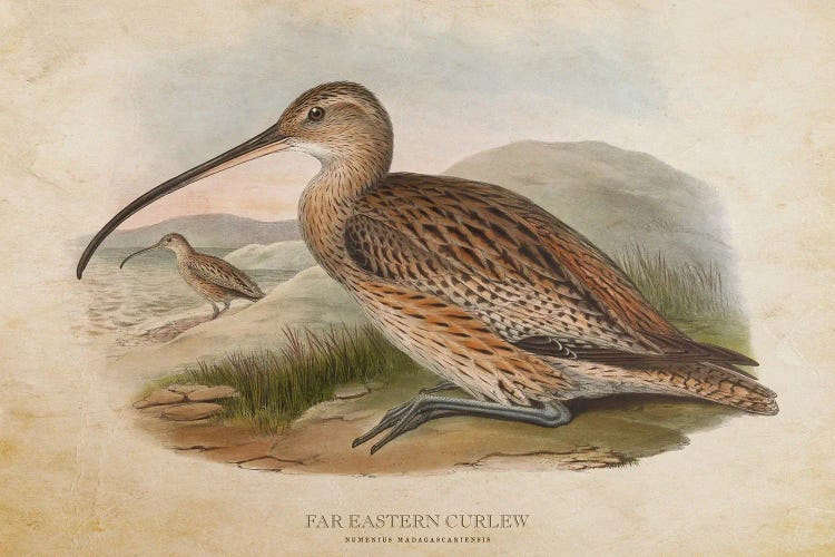 Vintage Far Eastern Curlew