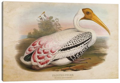 Vintage Painted Stork Canvas Art Print - Stork Art