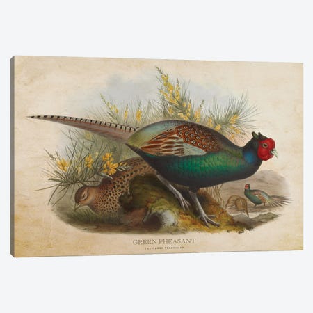 Vintage Green Pheasant Canvas Print #ADP3383} by Aged Pixel Canvas Wall Art