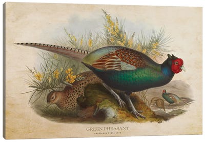 Vintage Green Pheasant Canvas Art Print - Animal Illustrations