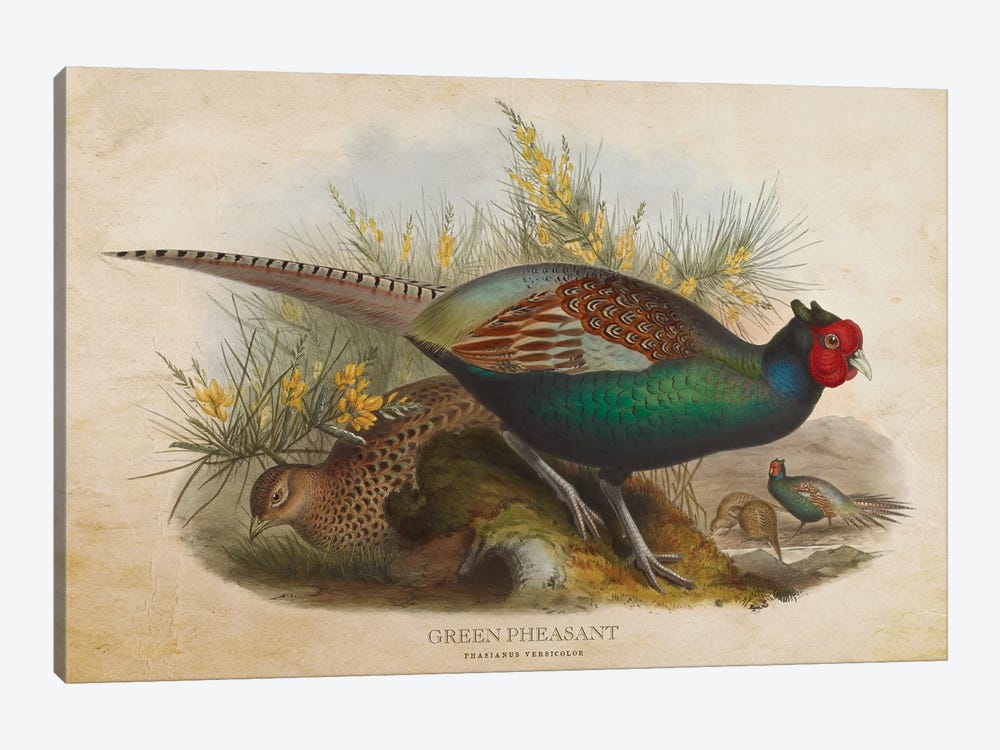 Vintage Green Pheasant by Aged Pixel 1-piece Canvas Print