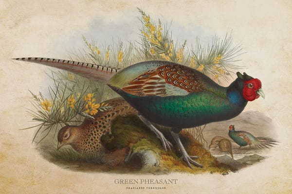 Vintage Animal Illustrations: Vintage Green Pheasant by Aged Pixel