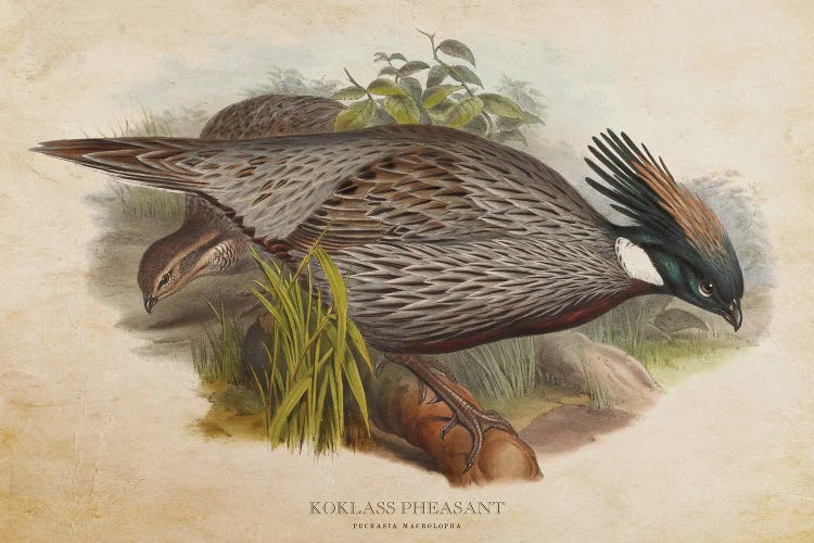 Vintage Koklass Pheasant