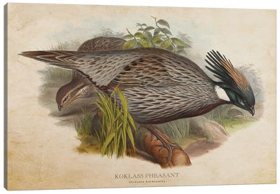 Vintage Koklass Pheasant Canvas Art Print - Pheasant Art