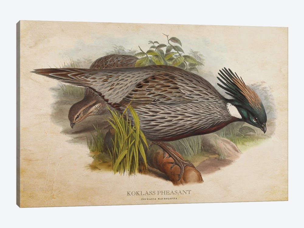 Vintage Koklass Pheasant by Aged Pixel 1-piece Canvas Wall Art