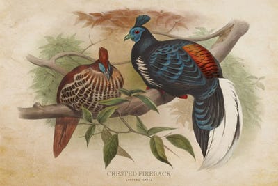 Vintage Crested Fireback by Aged Pixel canvas print