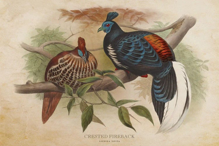 Vintage Crested Fireback