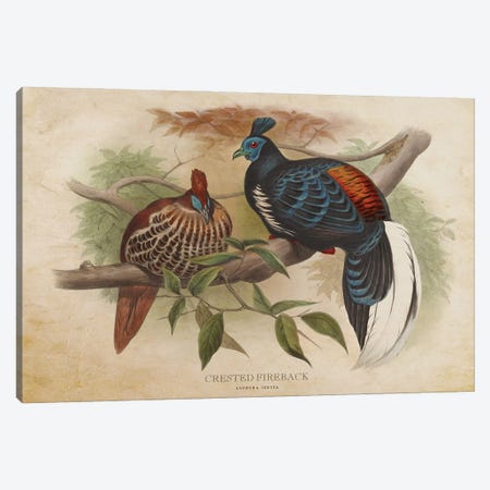 Vintage Crested Fireback Canvas Print #ADP3385} by Aged Pixel Canvas Print