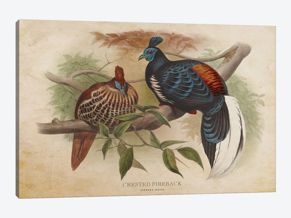 Vintage Crested Fireback by Aged Pixel 1-piece Canvas Print