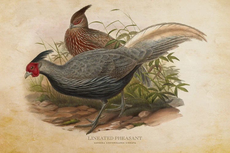 Vintage Lineated Pheasant