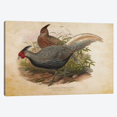 Vintage Lineated Pheasant Canvas Print #ADP3386} by Aged Pixel Art Print