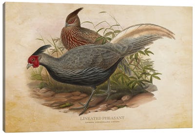 Vintage Lineated Pheasant Canvas Art Print - Pheasant Art