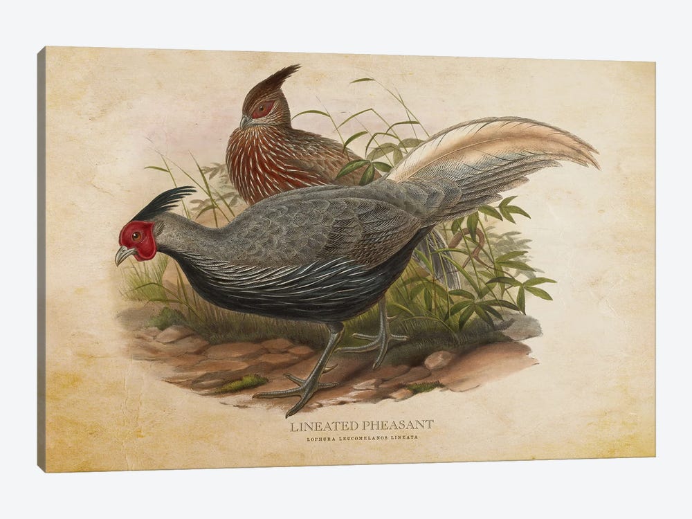Vintage Lineated Pheasant by Aged Pixel 1-piece Canvas Artwork