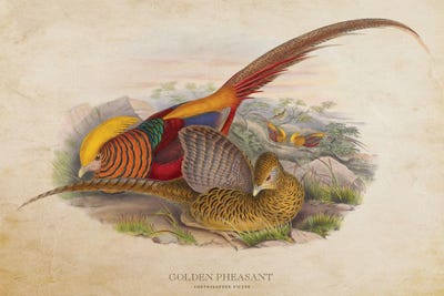Vintage Golden Pheasant by Aged Pixel canvas print