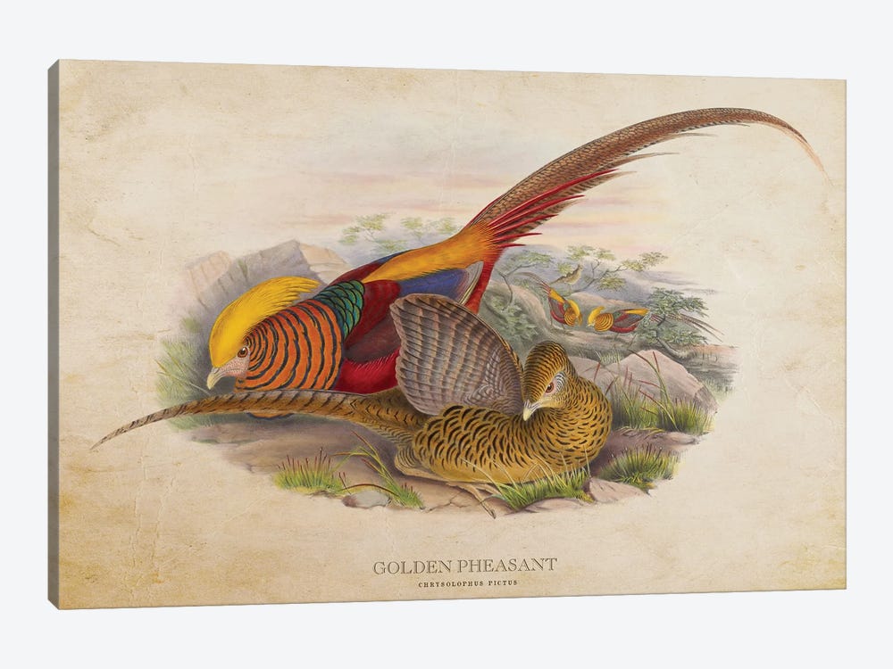 Vintage Golden Pheasant by Aged Pixel 1-piece Canvas Art Print