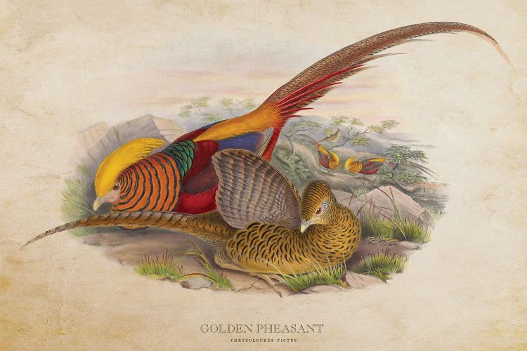 Vintage Golden Pheasant