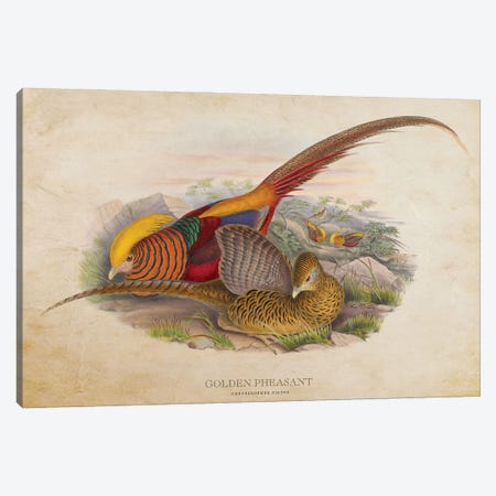 Vintage Golden Pheasant Canvas Print #ADP3387} by Aged Pixel Canvas Print