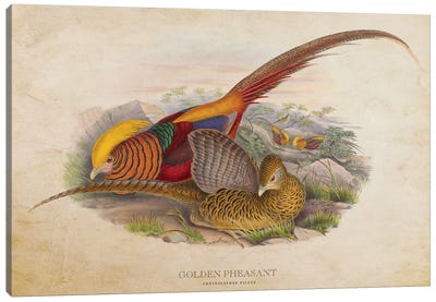 Vintage Golden Pheasant Canvas Art Print - Pheasant Art