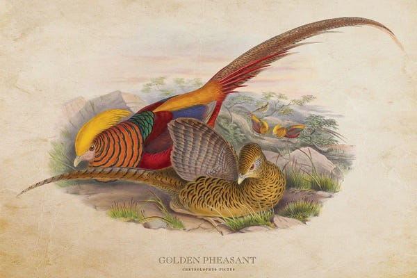 Vintage Animal Illustrations: Vintage Golden Pheasant by Aged Pixel
