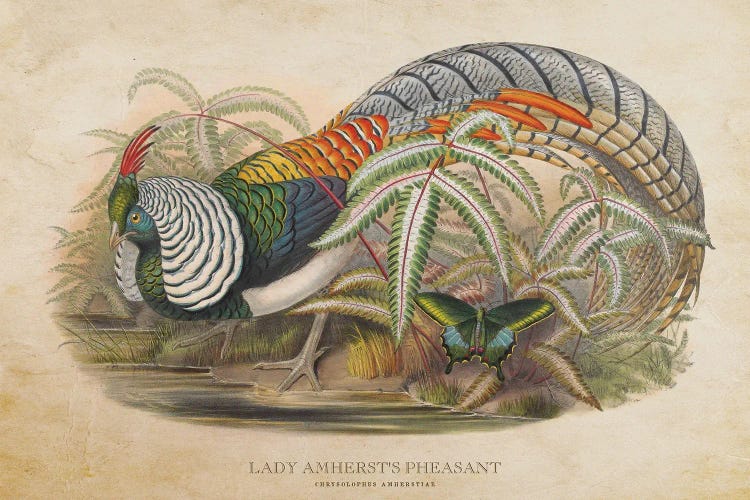 Vintage Lady Amherst's Pheasant