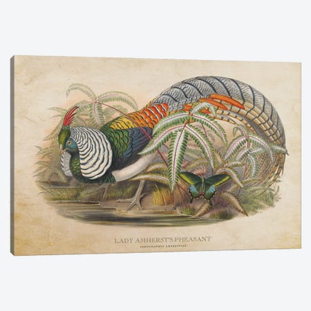 Vintage Lady Amherst's Pheasant Canvas Print #ADP3388} by Aged Pixel Canvas Art