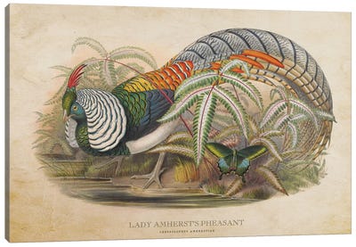 Vintage Lady Amherst's Pheasant Canvas Art Print - Pheasant Art