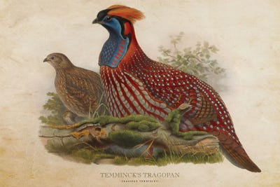 Vintage Temminck's Tragopan by Aged Pixel canvas print